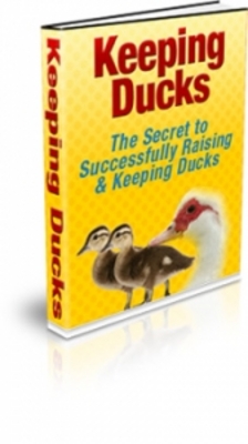 Product picture Keeping Ducks ( PLR )